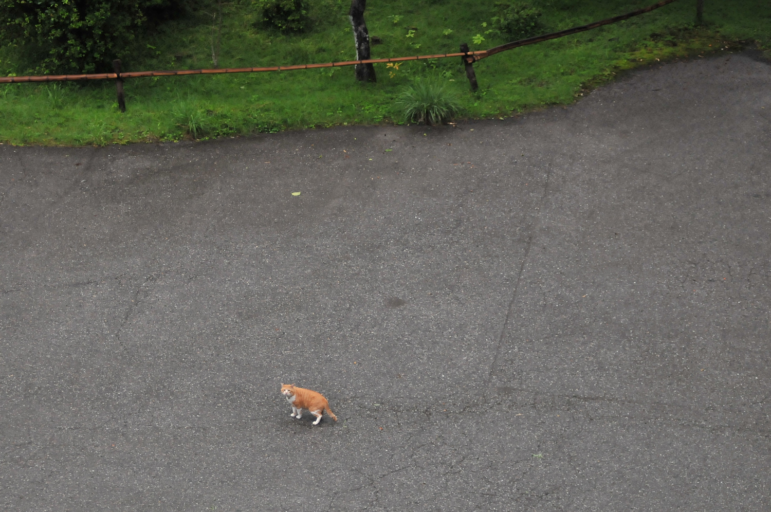 cat of nikko