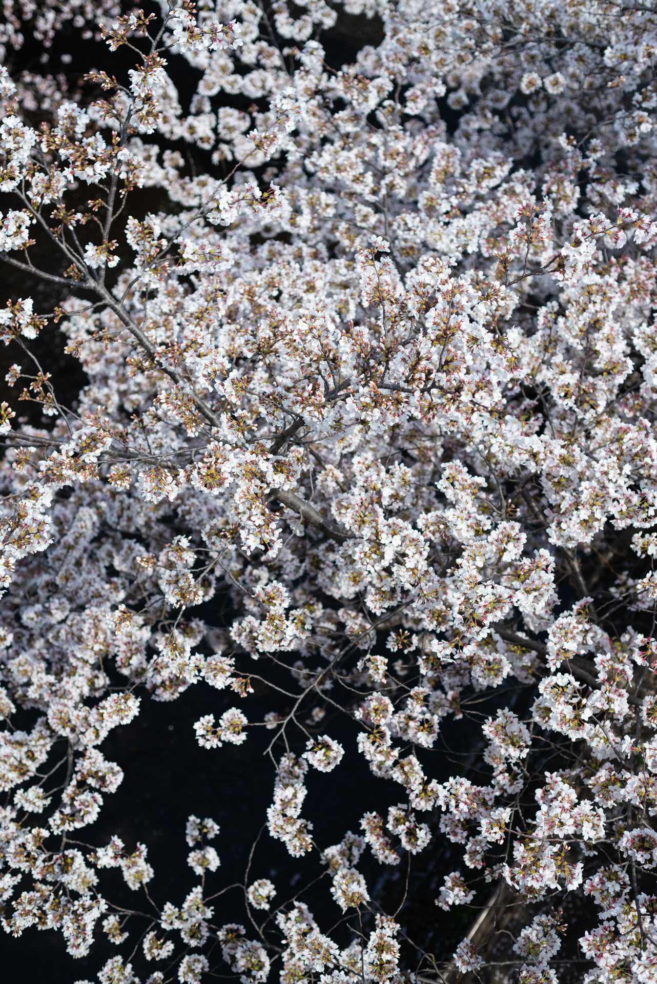 cherryblossomfront